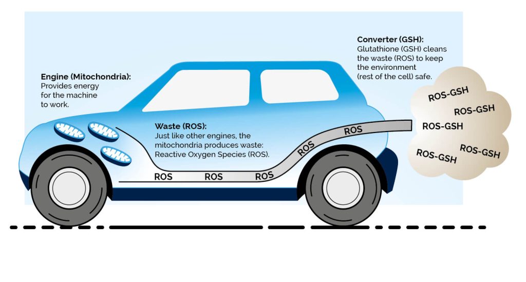 Mitochondria: Energy Support diagram - Car illustration